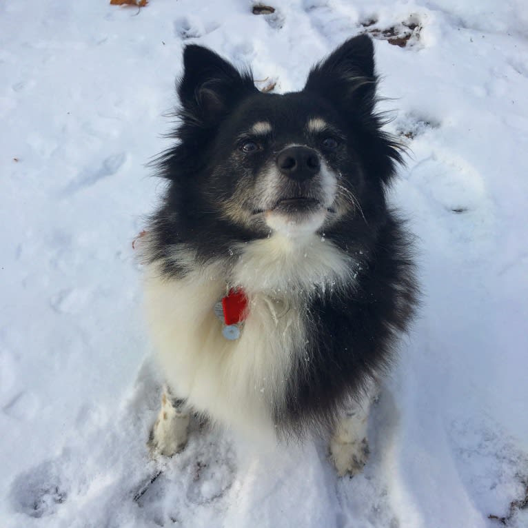 Piper, an American Eskimo Dog and Pomeranian mix tested with EmbarkVet.com