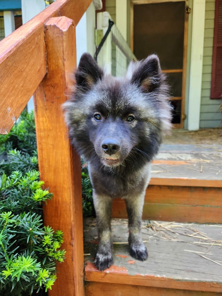 Duchess Lilly Puff Brown, a Keeshond tested with EmbarkVet.com