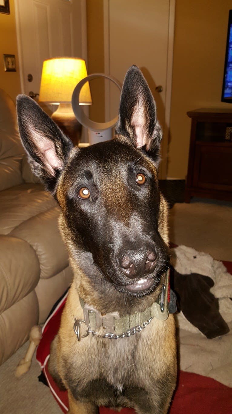 Willy, a Belgian Shepherd tested with EmbarkVet.com