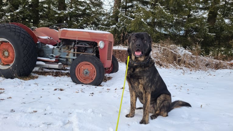 Koda, a Caucasian Ovcharka and German Shepherd Dog mix tested with EmbarkVet.com