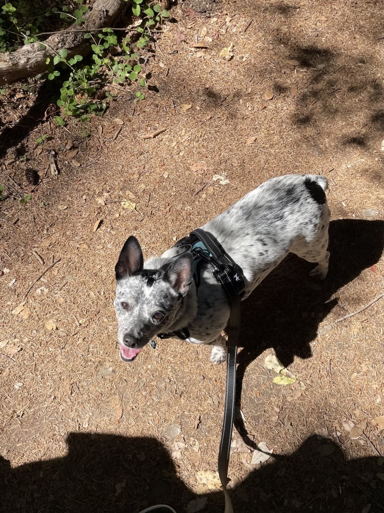 Zelda, an Australian Cattle Dog and Chihuahua mix tested with EmbarkVet.com