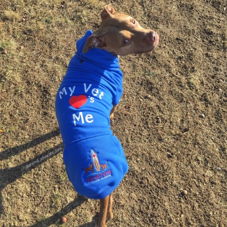 Blueberry, an American Pit Bull Terrier and American Staffordshire Terrier mix tested with EmbarkVet.com