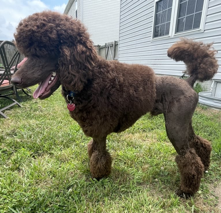 Remy Bass TKN TKI, a Poodle (Standard) tested with EmbarkVet.com