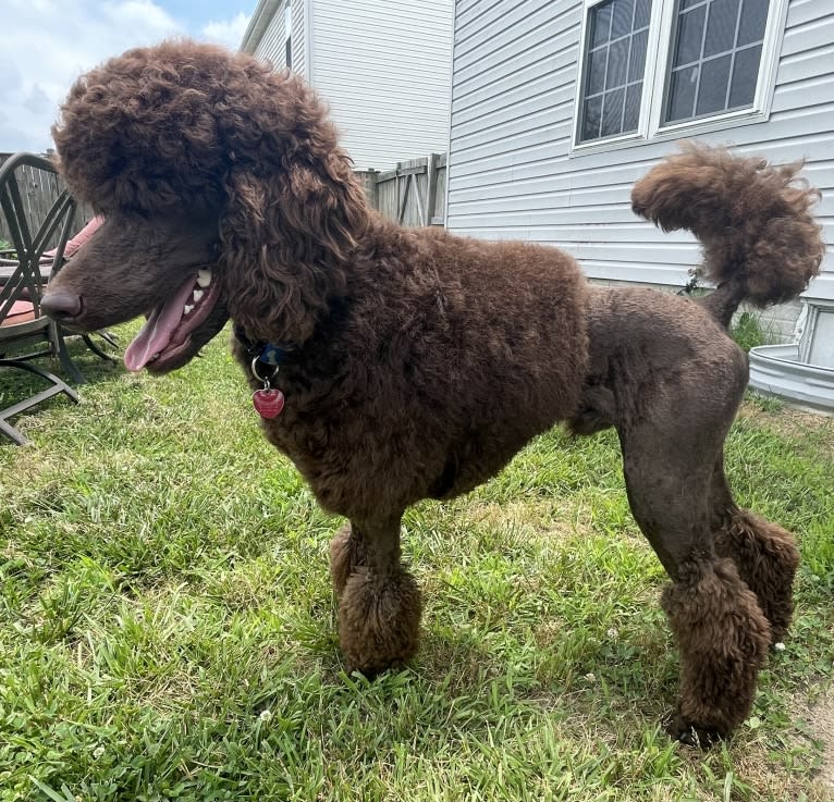 Remy Bass, a Poodle (Standard) tested with EmbarkVet.com