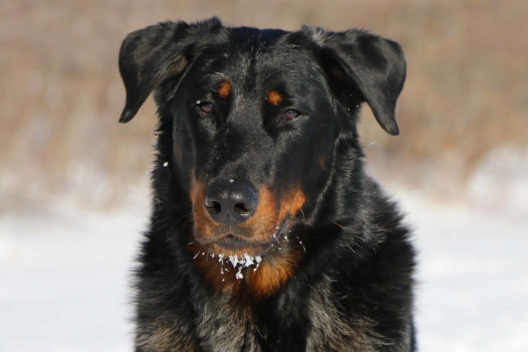 Nota Bene Argenté du Mont des Croisettes, a Beauceron tested with EmbarkVet.com