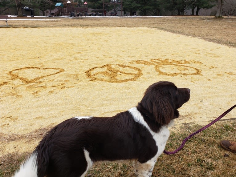 Dolly, a Newfoundland tested with EmbarkVet.com