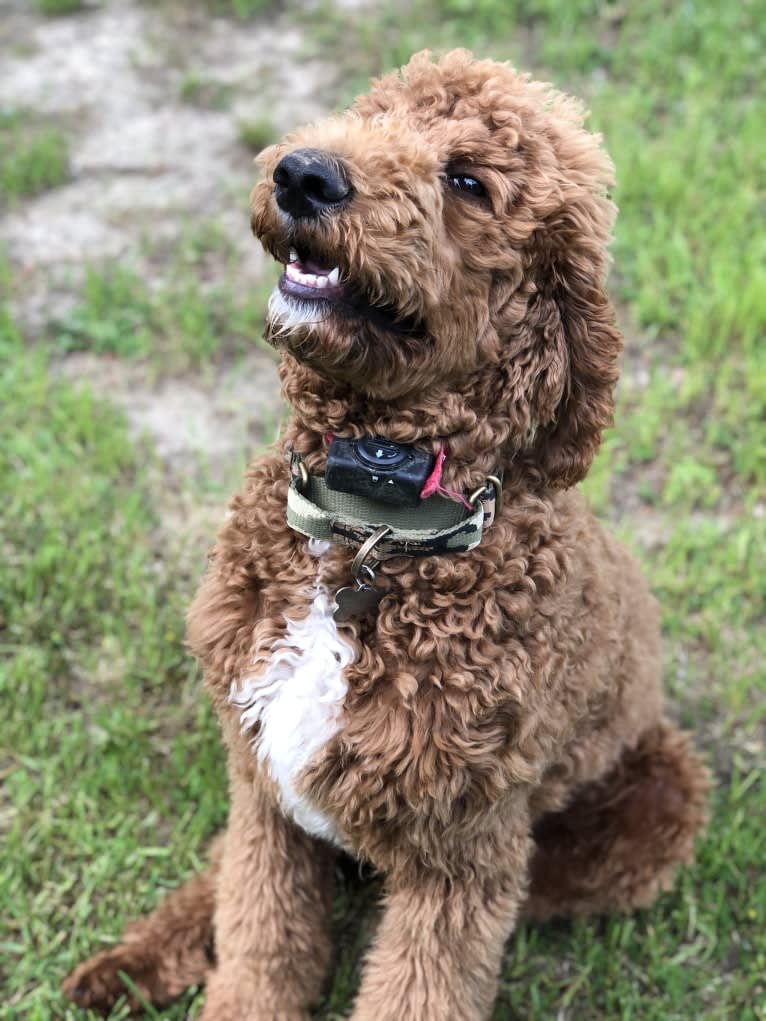 Ryder, a Poodle (Standard) tested with EmbarkVet.com