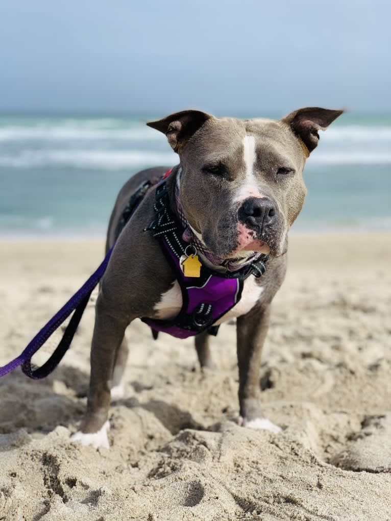 Ariel, an American Bully tested with EmbarkVet.com