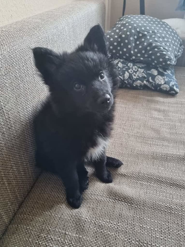 Füge, a Border Collie and Pomeranian mix tested with EmbarkVet.com