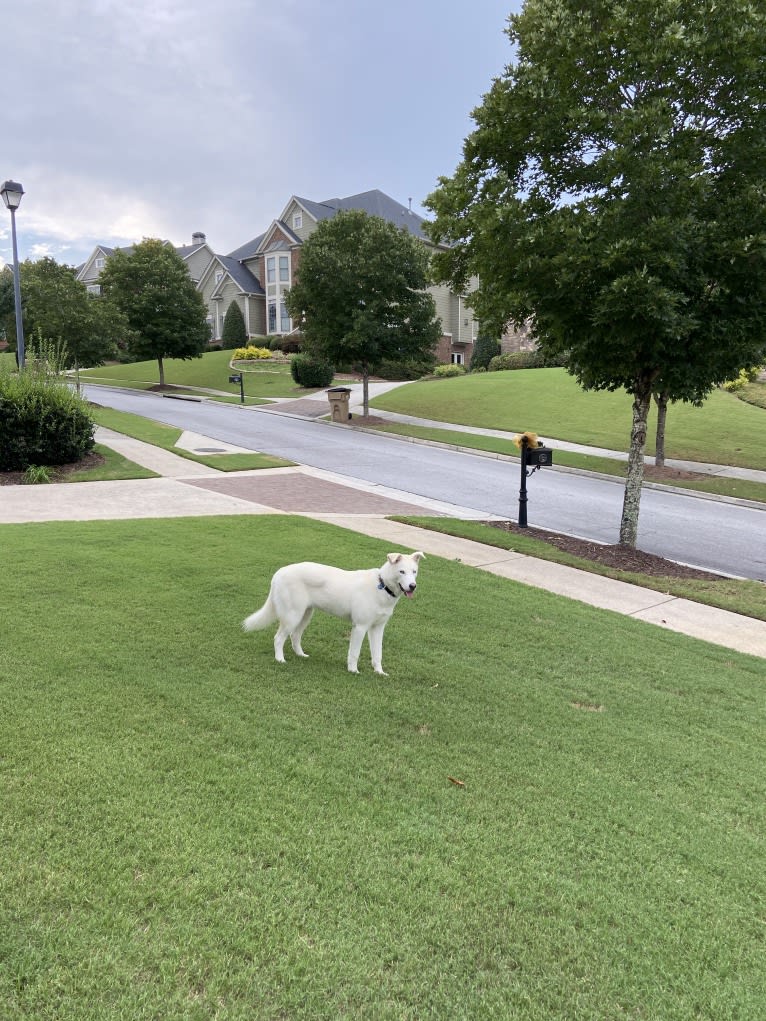 Dash, a Gerberian Shepsky (12.7% unresolved) tested with EmbarkVet.com