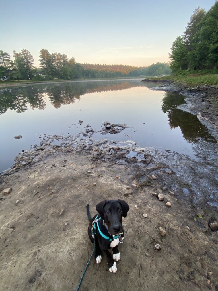 Beau, a Catahoula Leopard Dog and Great Dane mix tested with EmbarkVet.com