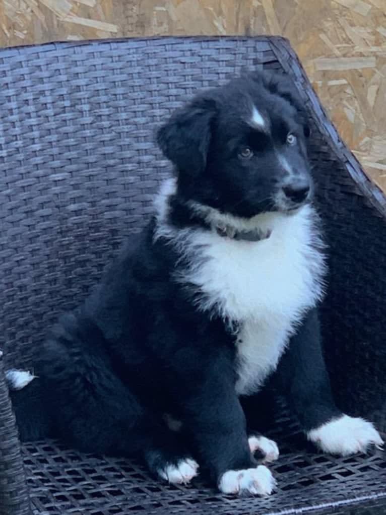 Levi, an Australian Shepherd and German Shepherd Dog mix tested with EmbarkVet.com