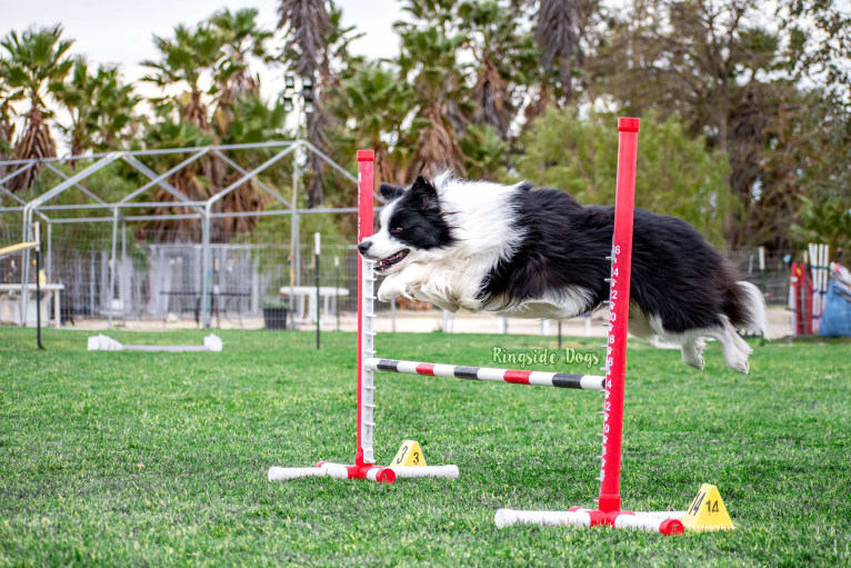 Crown, a Border Collie tested with EmbarkVet.com