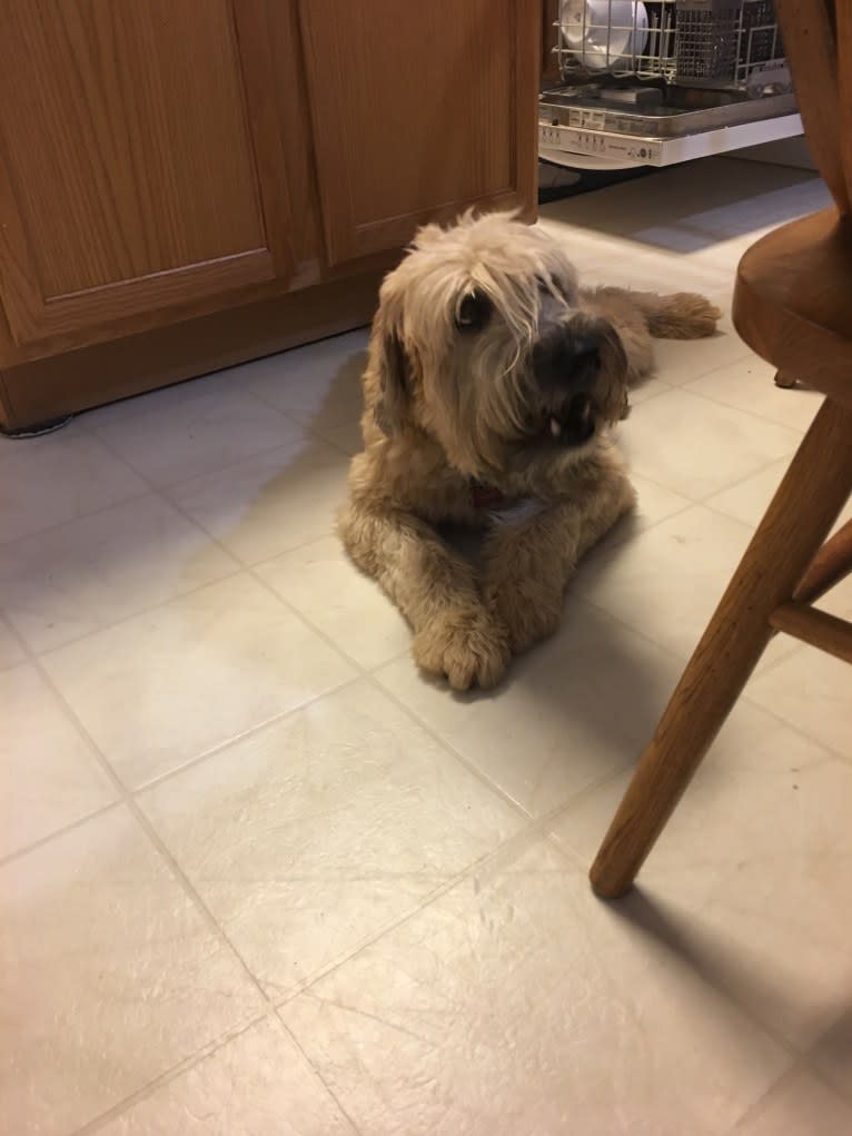 Desmond, a Soft Coated Wheaten Terrier tested with EmbarkVet.com