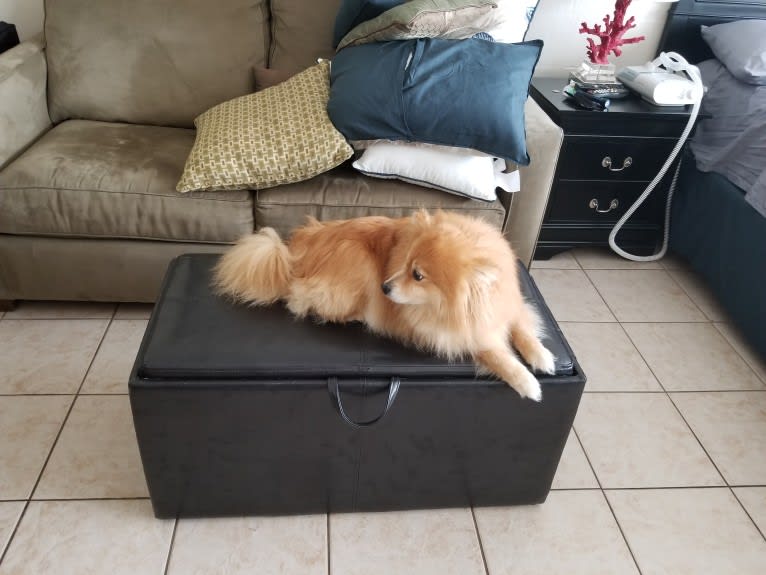 Skipper, a Pomeranian tested with EmbarkVet.com