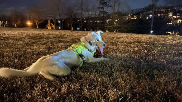 Dash, a Gerberian Shepsky (12.7% unresolved) tested with EmbarkVet.com