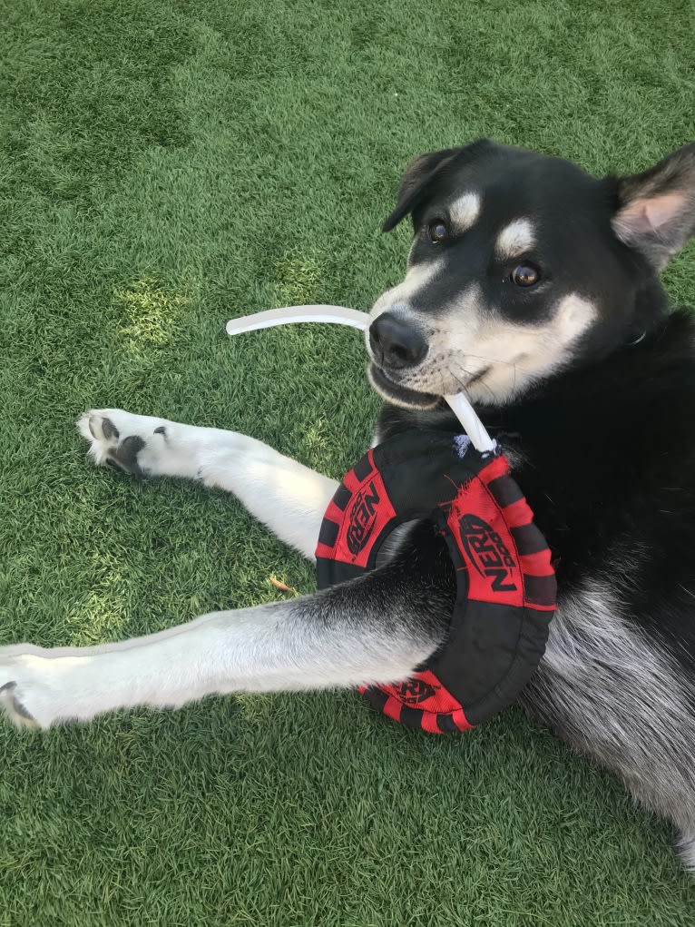 Keanu, a Labrador Retriever and Siberian Husky mix tested with EmbarkVet.com