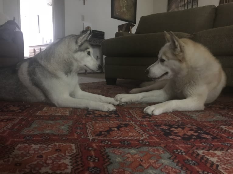 Marley, a Siberian Husky tested with EmbarkVet.com