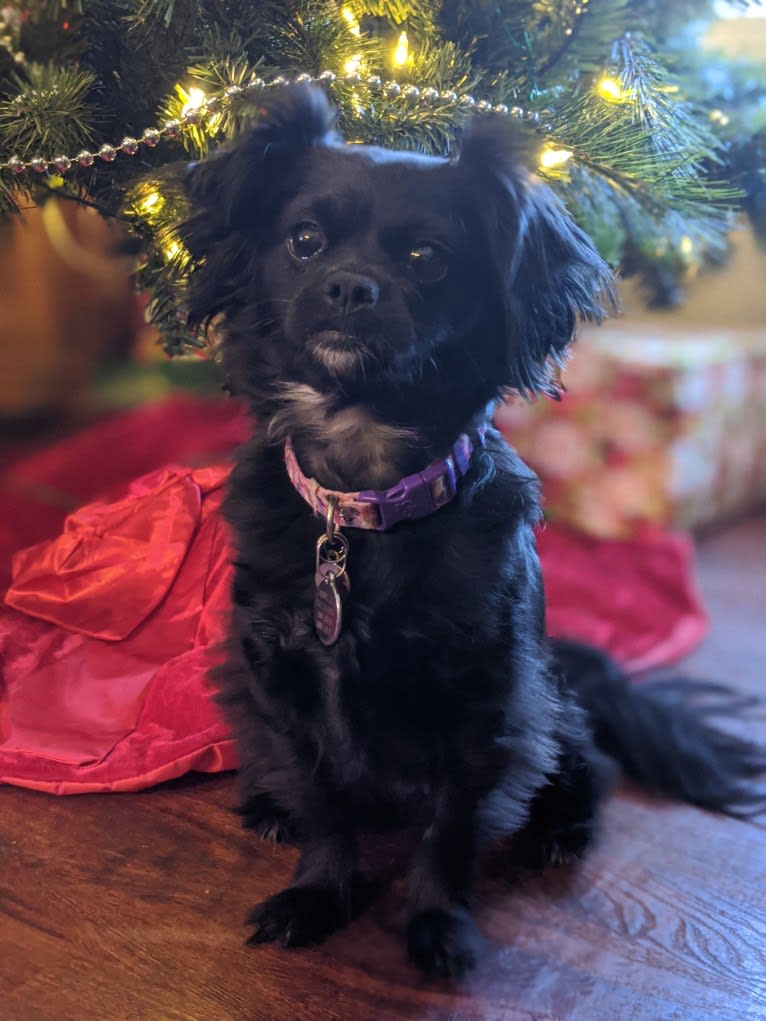 EmmyLou, a Shih Tzu and Poodle (Small) mix tested with EmbarkVet.com