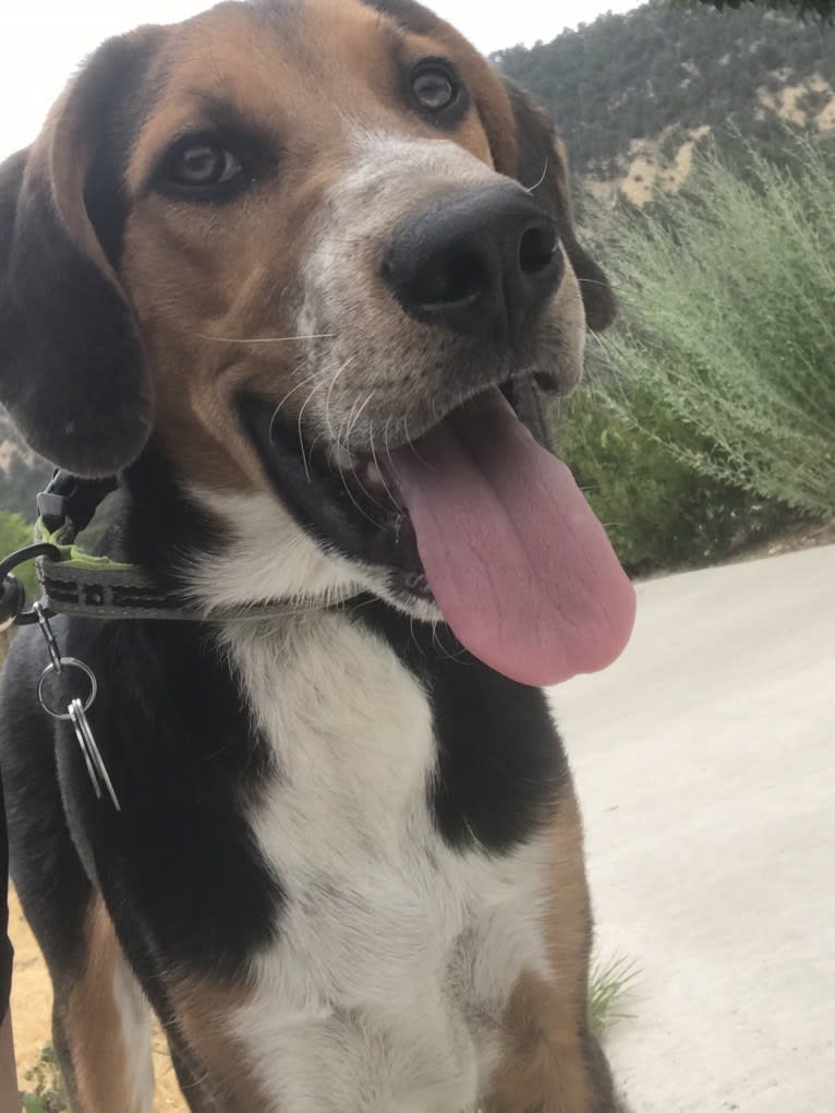 Clyde, a Border Collie and Treeing Walker Coonhound mix tested with EmbarkVet.com