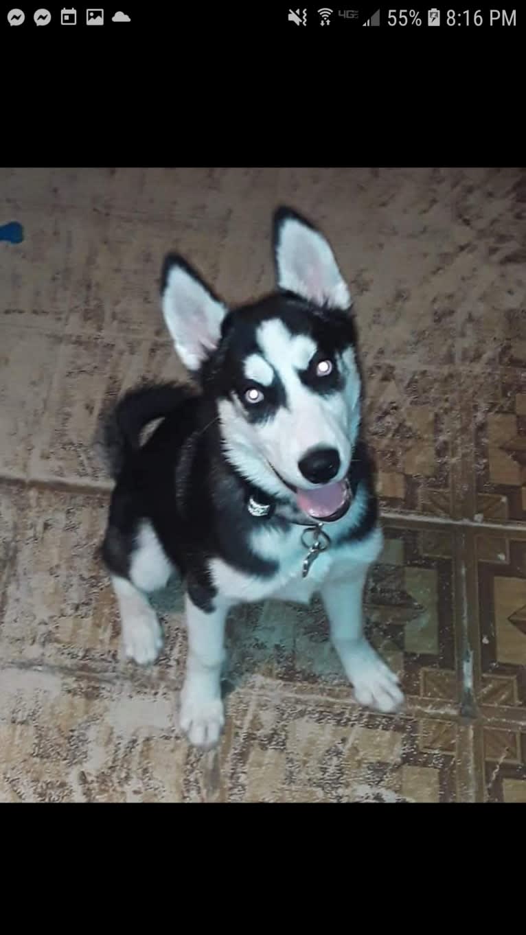 Haiku, a Siberian Husky tested with EmbarkVet.com