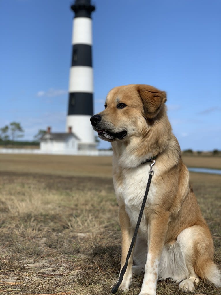 Bailey, a Great Pyrenees and American Foxhound mix tested with EmbarkVet.com