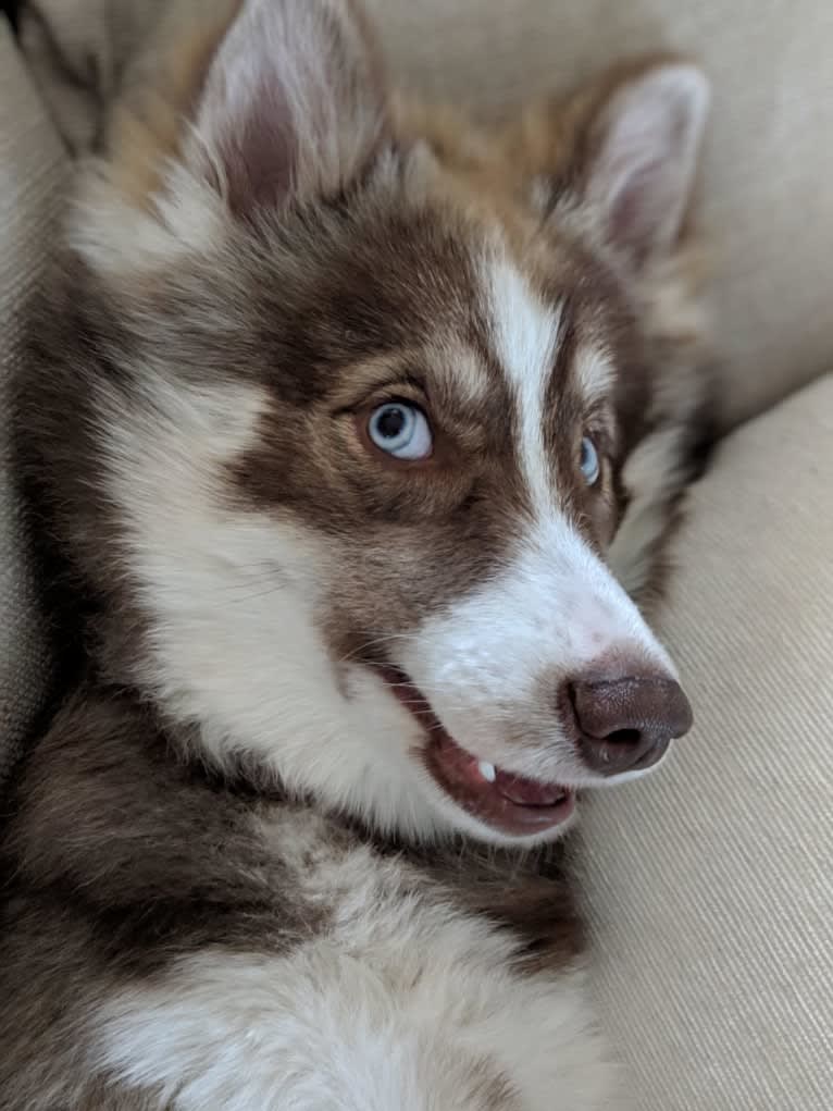 Leyla, a Pomsky tested with EmbarkVet.com