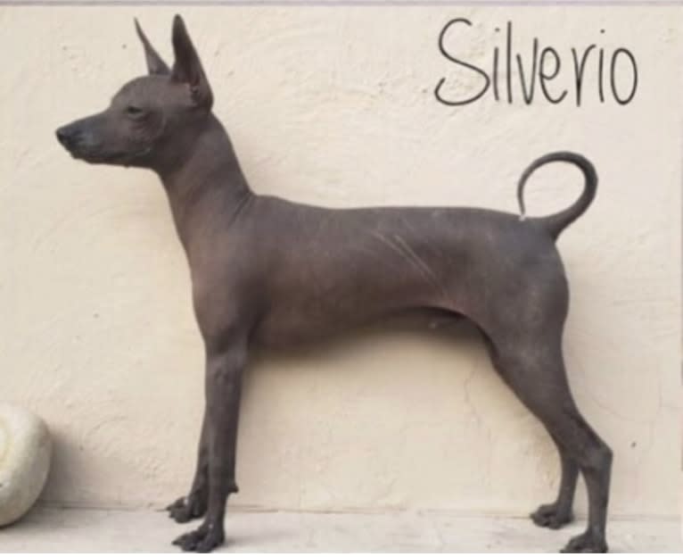 Silverio, a Xoloitzcuintli tested with EmbarkVet.com