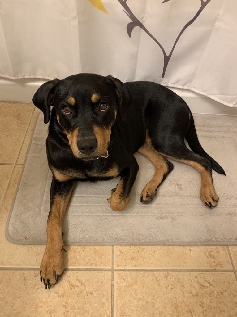 Lucy, a Rottweiler and Labrador Retriever mix tested with EmbarkVet.com