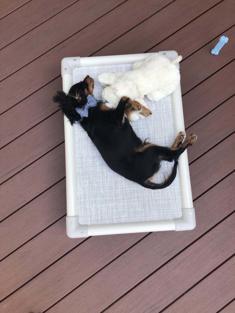 Prince, a Cavalier King Charles Spaniel and Poodle (Small) mix tested with EmbarkVet.com