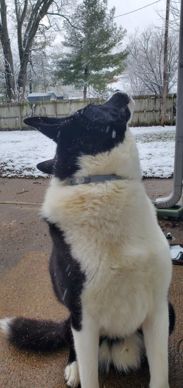 Dumaw Oakenshield, a Karelian Bear Dog tested with EmbarkVet.com