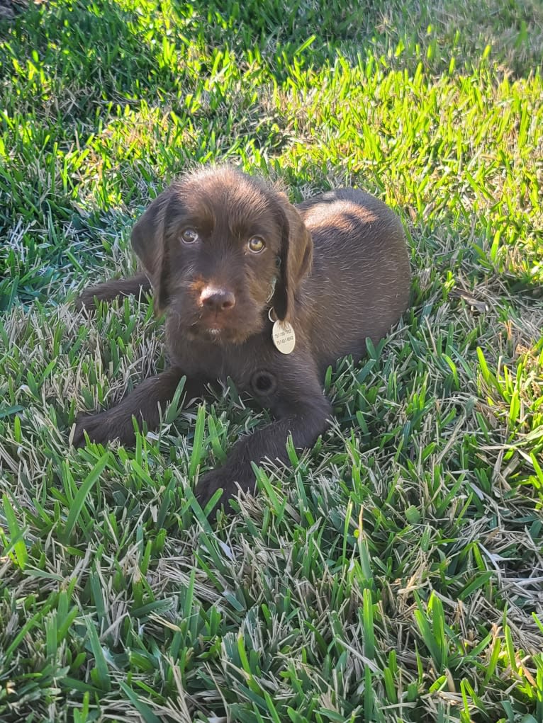 Hattie, a Pudelpointer tested with EmbarkVet.com