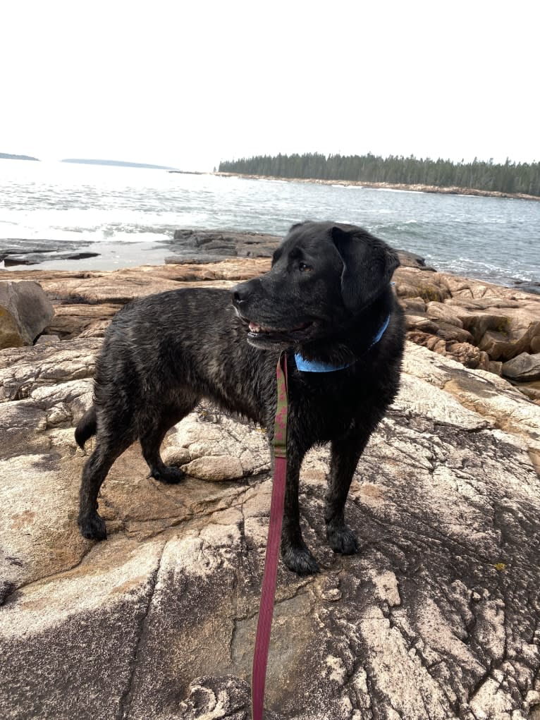 Ula, a Labrador Retriever and Saint Bernard mix tested with EmbarkVet.com