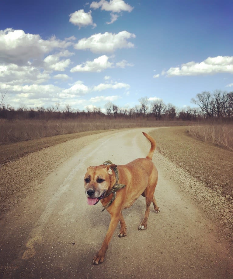 Bodhi, a Boxer and Staffordshire Terrier mix tested with EmbarkVet.com