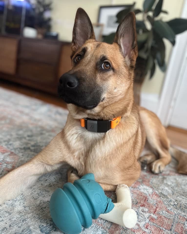 Everhett, a German Shepherd Dog and Australian Cattle Dog mix tested with EmbarkVet.com