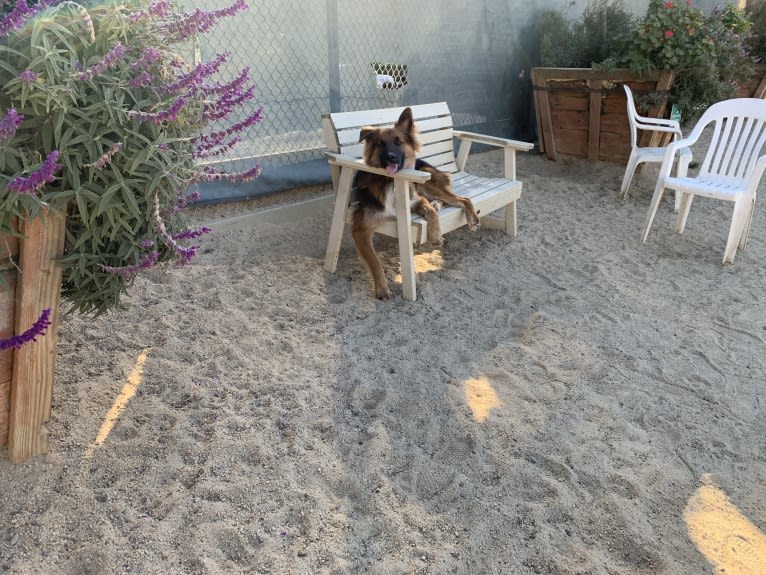 Lobo, a German Shepherd Dog and Siberian Husky mix tested with EmbarkVet.com