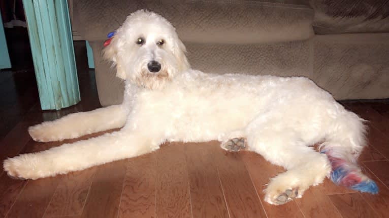 Poppie, a Poodle (Standard) tested with EmbarkVet.com