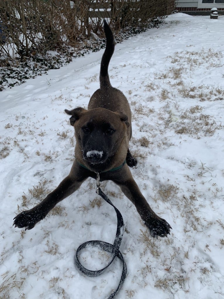 Gracie, an American Pit Bull Terrier and Labrador Retriever mix tested with EmbarkVet.com