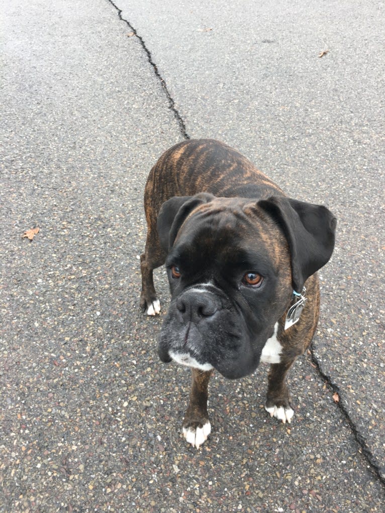 Murray, a Boxer tested with EmbarkVet.com