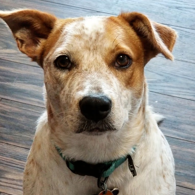 Ginger, an American Pit Bull Terrier and Australian Cattle Dog mix tested with EmbarkVet.com