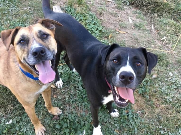 Chubs, an American Bulldog and Siberian Husky mix tested with EmbarkVet.com