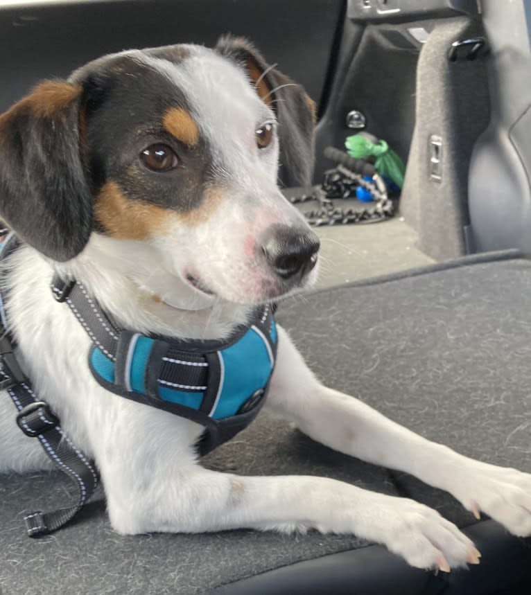 Zac, a Chihuahua and Australian Cattle Dog mix tested with EmbarkVet.com