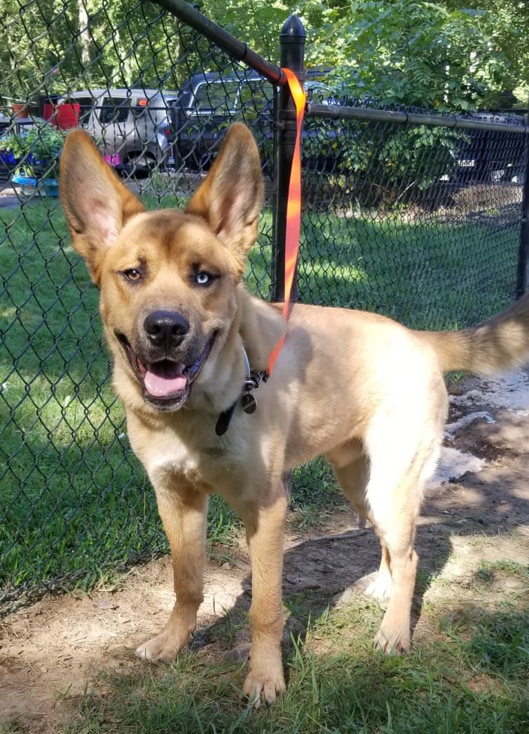 Canyon, a Siberian Husky and Saint Bernard mix tested with EmbarkVet.com