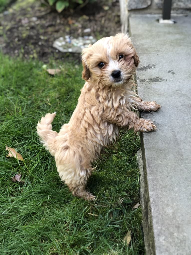 Jax, a Cavalier King Charles Spaniel and Havanese mix tested with EmbarkVet.com