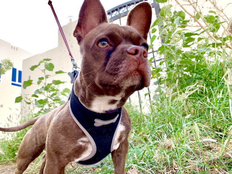 Kiki, a French Bulldog and Chihuahua mix tested with EmbarkVet.com