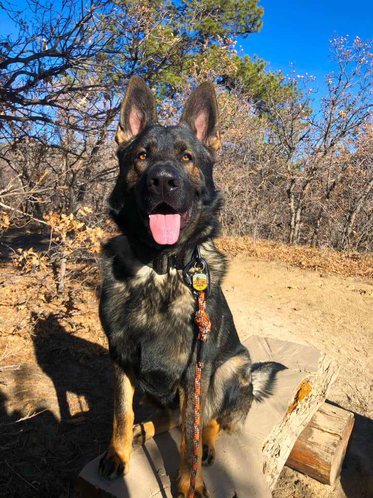 Booth vom Wahrsten, a German Shepherd Dog tested with EmbarkVet.com