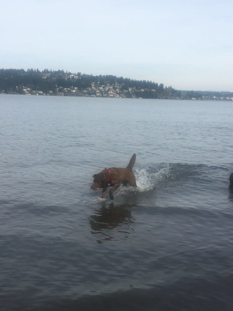Photo of Neptune, a Chow Chow, Labrador Retriever, and American Pit Bull Terrier mix in Seattle, Washington, USA