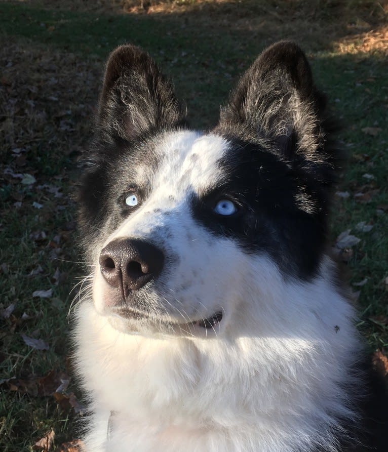 Creedence, a Yakutian Laika tested with EmbarkVet.com