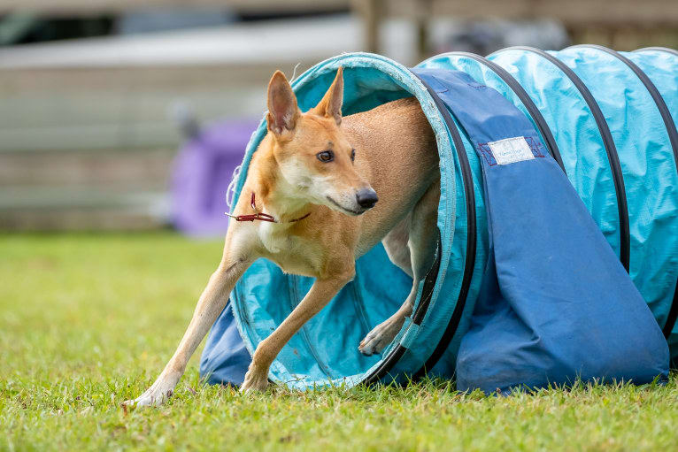 Banbury Cross Mochi, a Carolina Dog tested with EmbarkVet.com