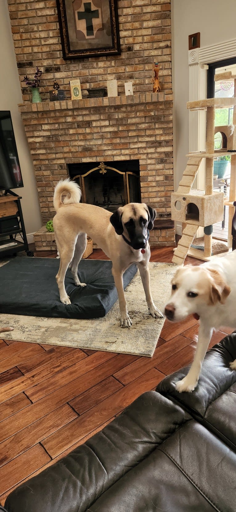 Rainbow, an Anatolian Shepherd Dog tested with EmbarkVet.com